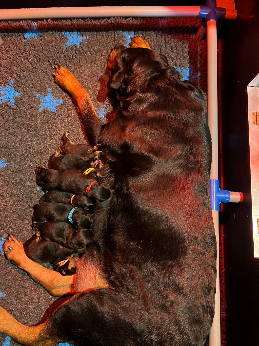 Arrivée des chiots ! (Portée du 28/10/2025)