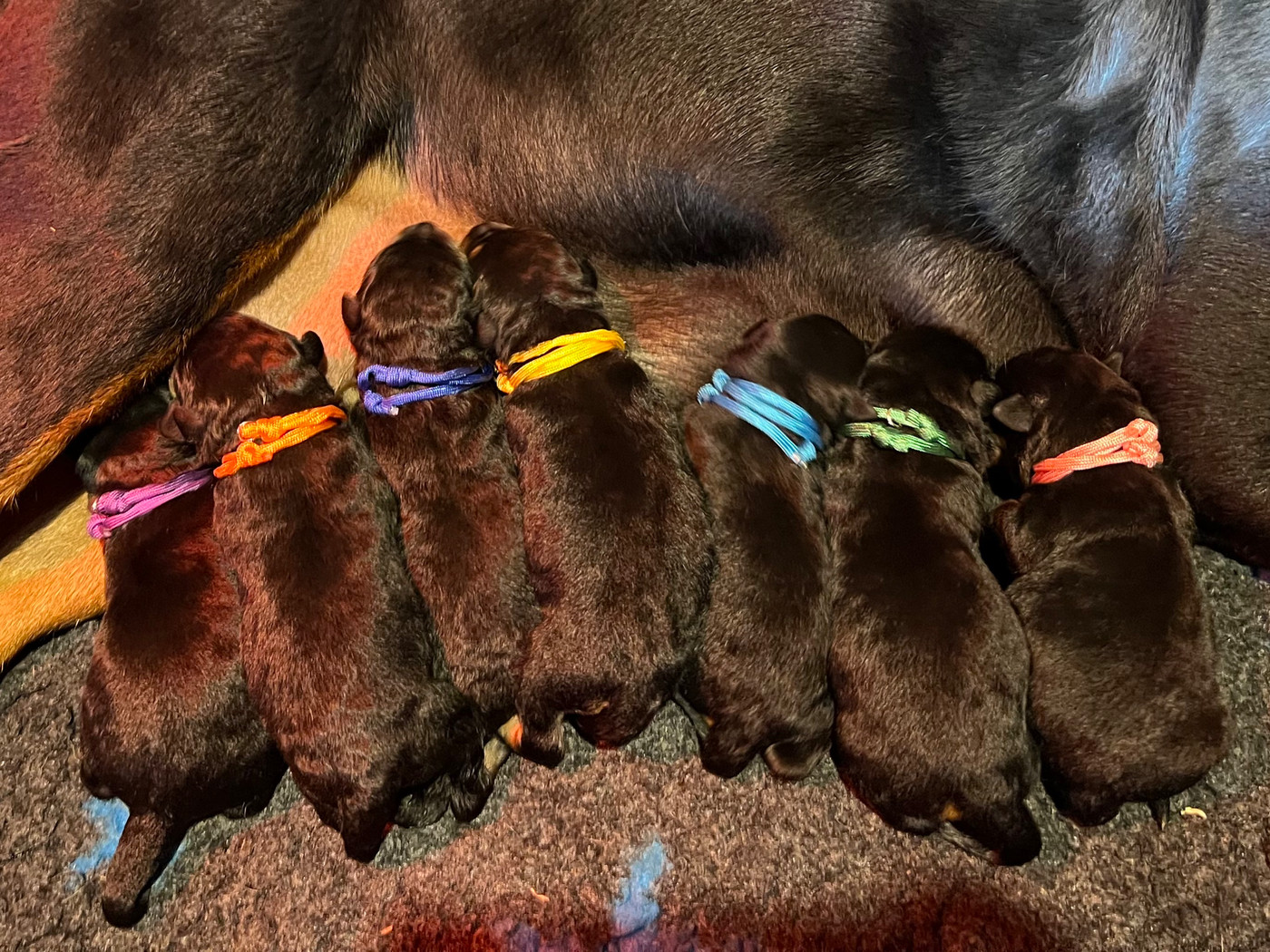 14/10/2026: Arrivée des 7 chiots d'Eika !