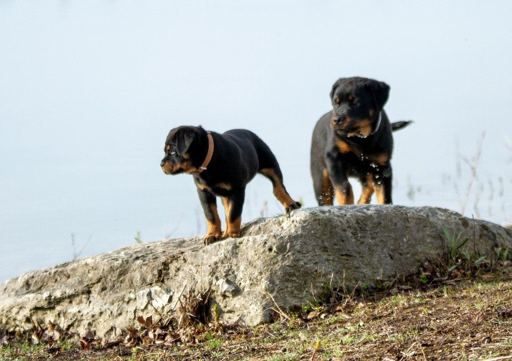 Du Domaine Paradiziak - Chiots à venir pour mi-décembre 2024
