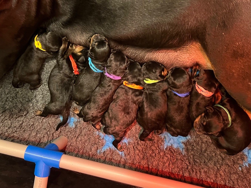 Arrivée des chiots ! (Portée du 05/08/2025)