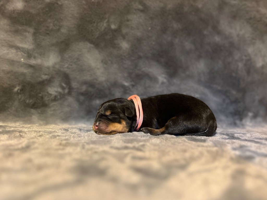 Du Domaine Paradiziak - Chiots disponibles - Rottweiler