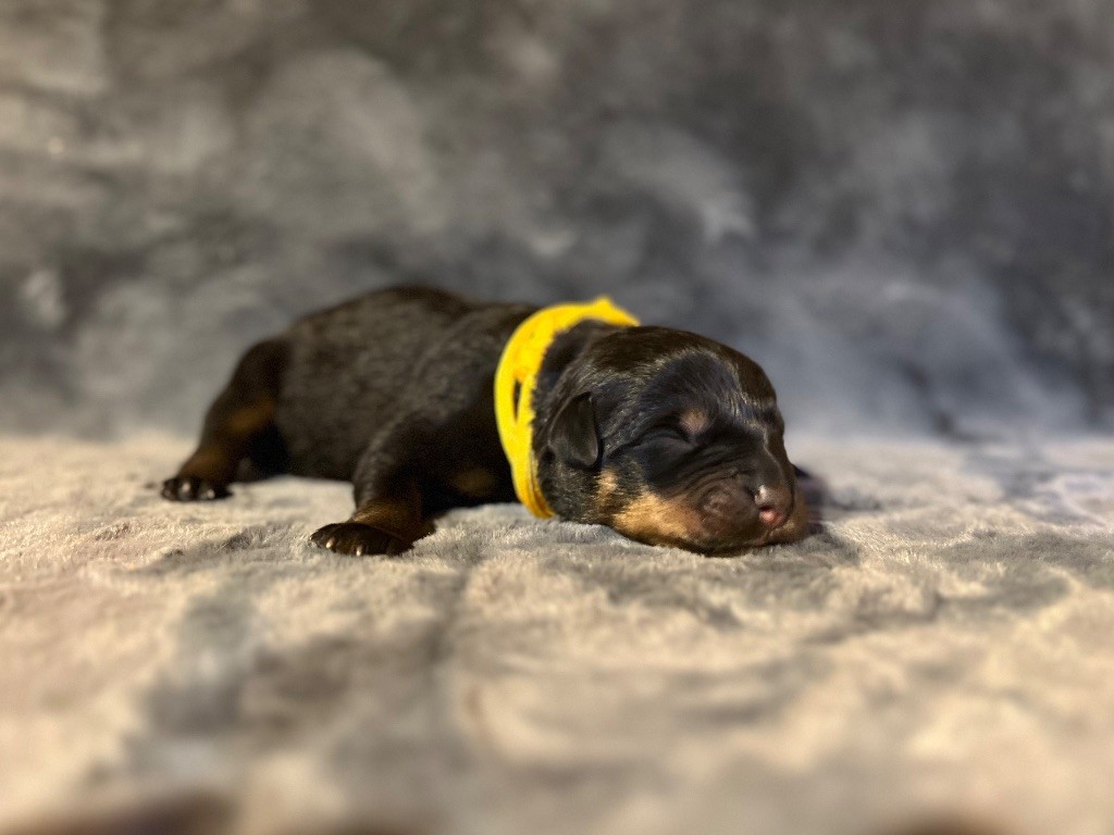 Du Domaine Paradiziak - Chiots disponibles - Rottweiler