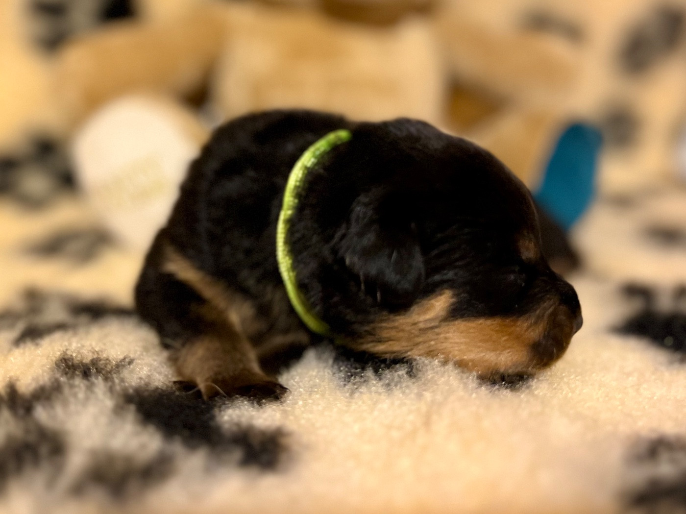 Du Domaine Paradiziak - Chiots disponibles - Rottweiler