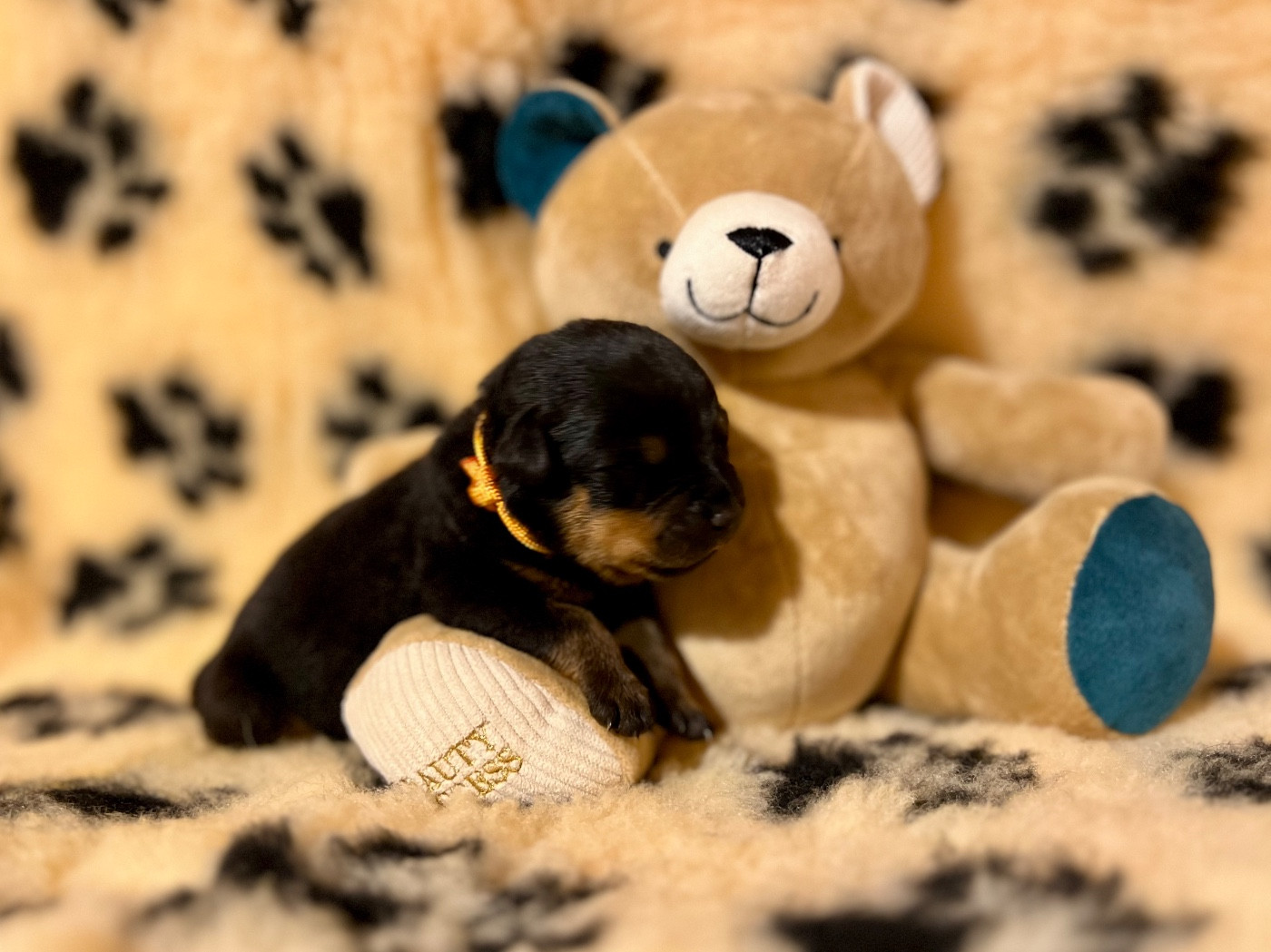 Du Domaine Paradiziak - Chiots disponibles - Rottweiler