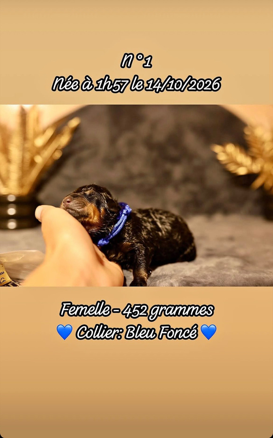 Du Domaine Paradiziak - Chiots disponibles - Rottweiler