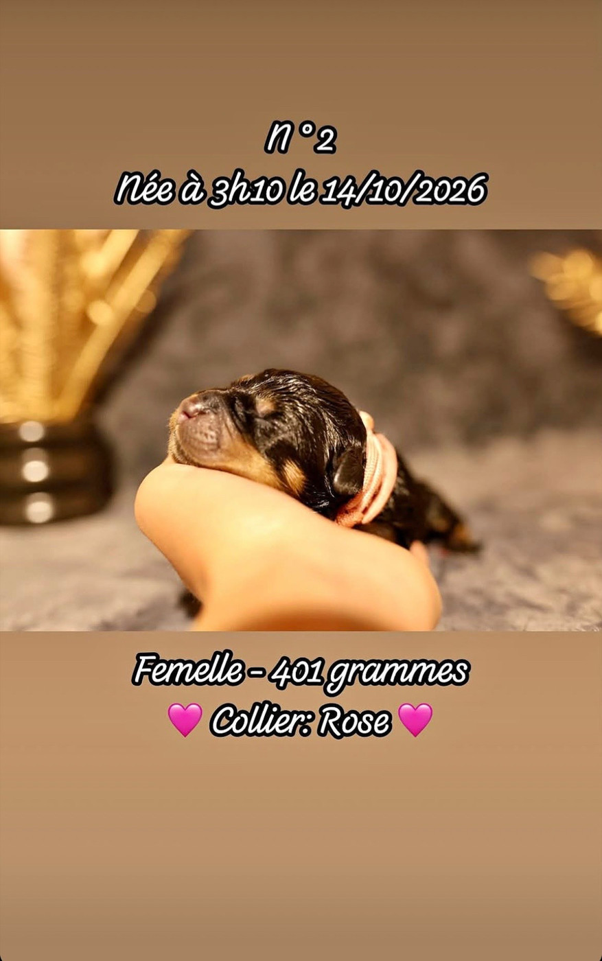 Du Domaine Paradiziak - Chiots disponibles - Rottweiler