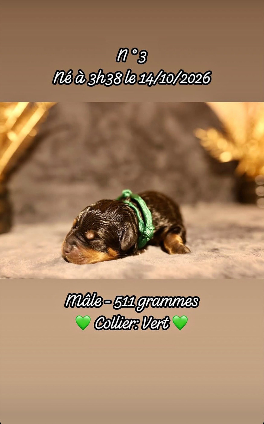 Du Domaine Paradiziak - Chiots disponibles - Rottweiler