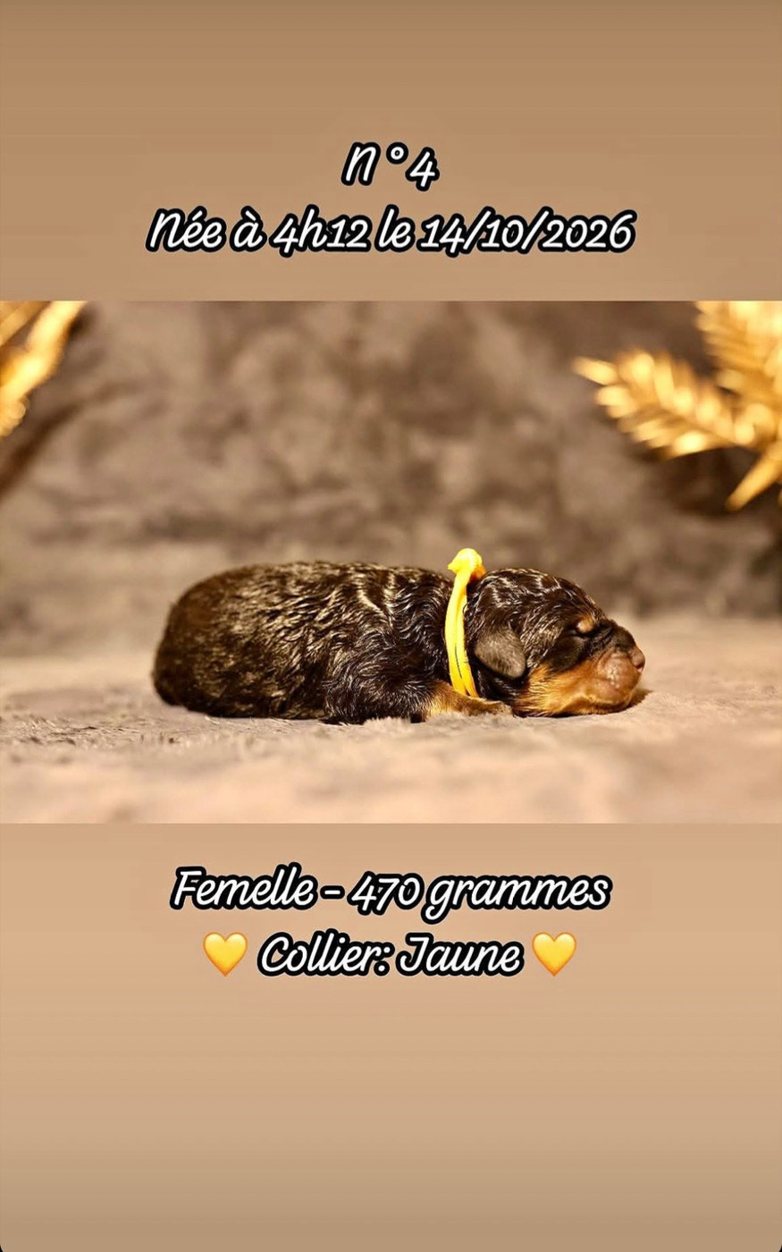 Du Domaine Paradiziak - Chiots disponibles - Rottweiler