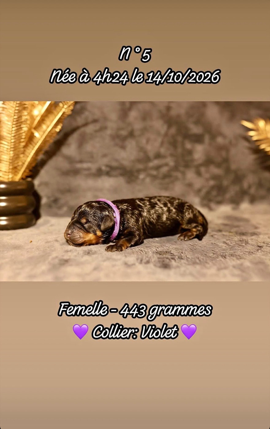 Du Domaine Paradiziak - Chiots disponibles - Rottweiler
