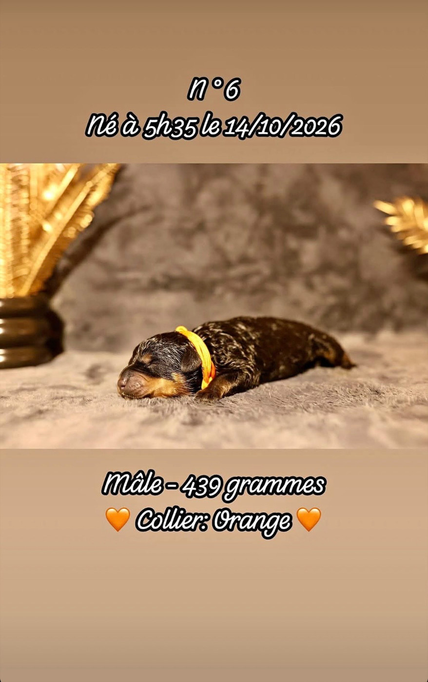 Du Domaine Paradiziak - Chiots disponibles - Rottweiler