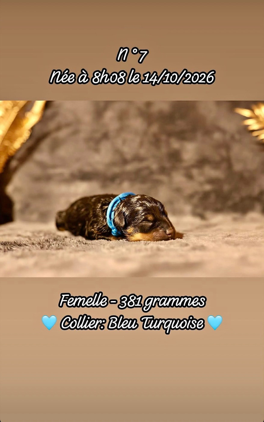 Du Domaine Paradiziak - Chiots disponibles - Rottweiler