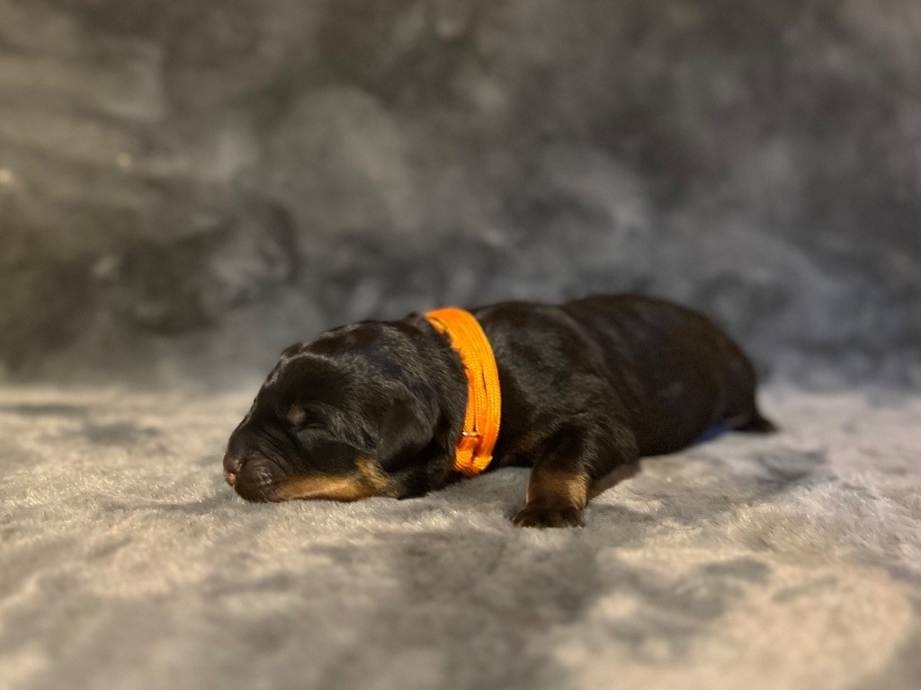 Du Domaine Paradiziak - Chiots disponibles - Rottweiler