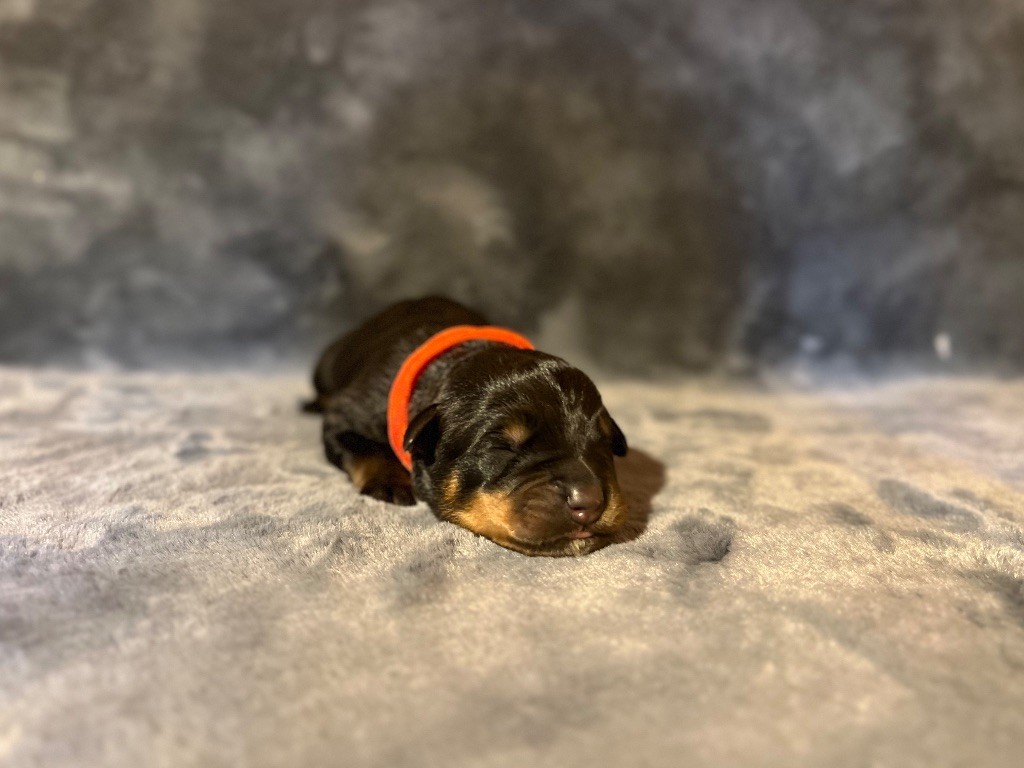 Du Domaine Paradiziak - Chiots disponibles - Rottweiler