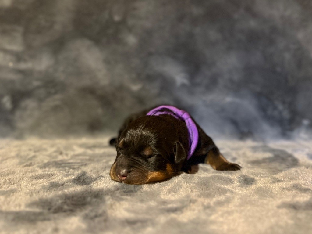 Du Domaine Paradiziak - Chiots disponibles - Rottweiler