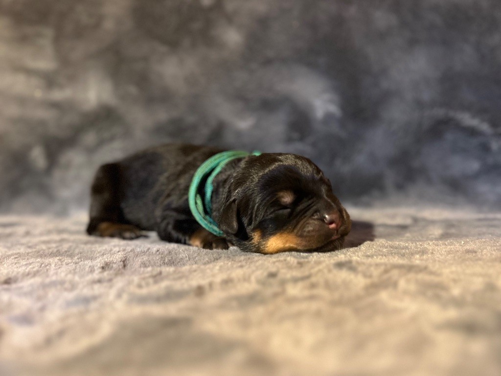 Du Domaine Paradiziak - Chiots disponibles - Rottweiler