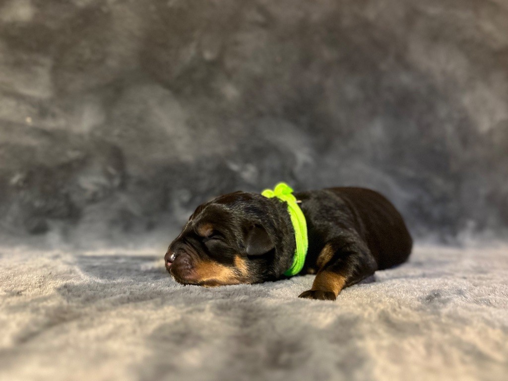 Du Domaine Paradiziak - Chiots disponibles - Rottweiler