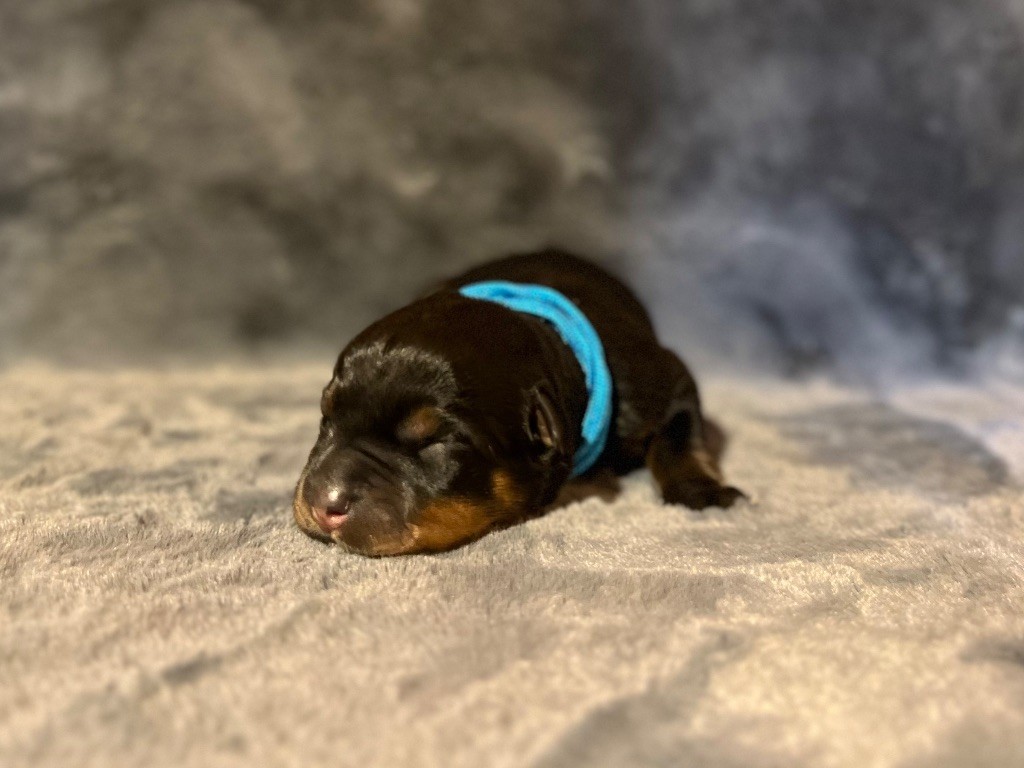 Du Domaine Paradiziak - Chiots disponibles - Rottweiler