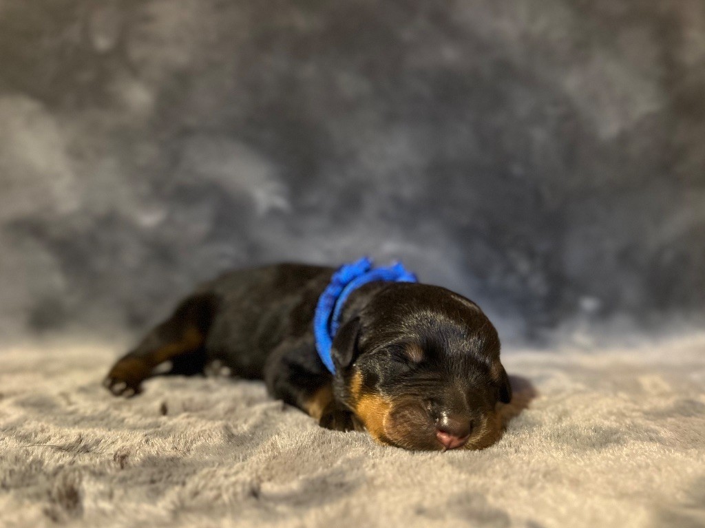 Du Domaine Paradiziak - Chiots disponibles - Rottweiler
